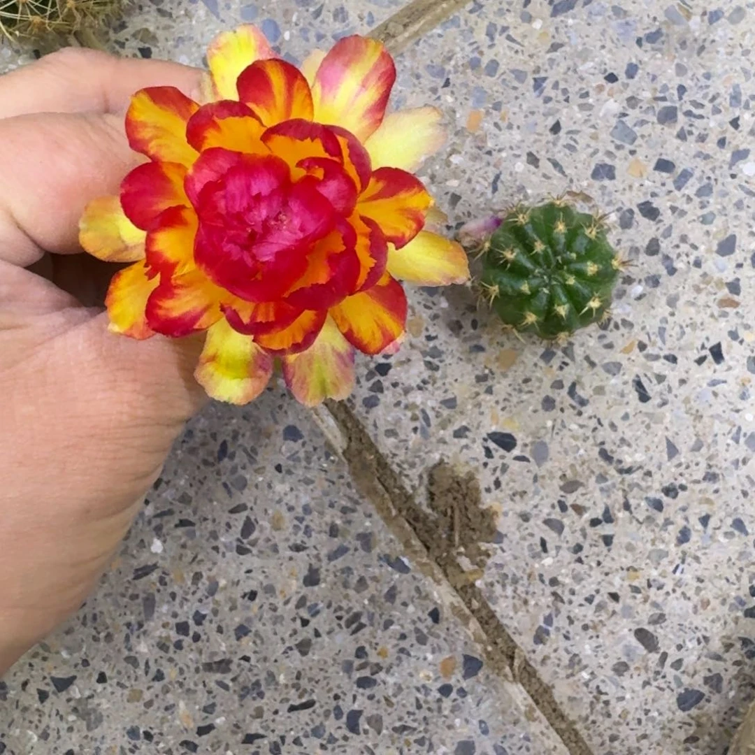 214丽花金荷花歪无根侧牙3公分左右，20包邮