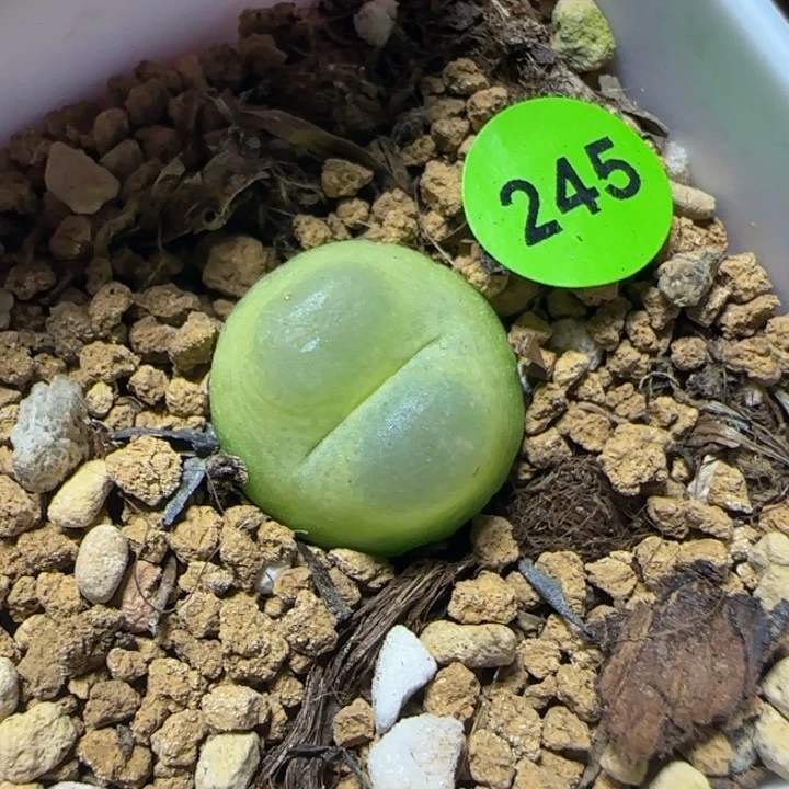拉登1.5+多肉植物245