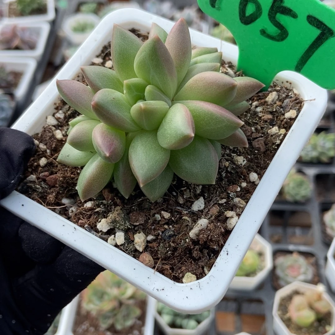 1657迷雾泡泡多肉植物