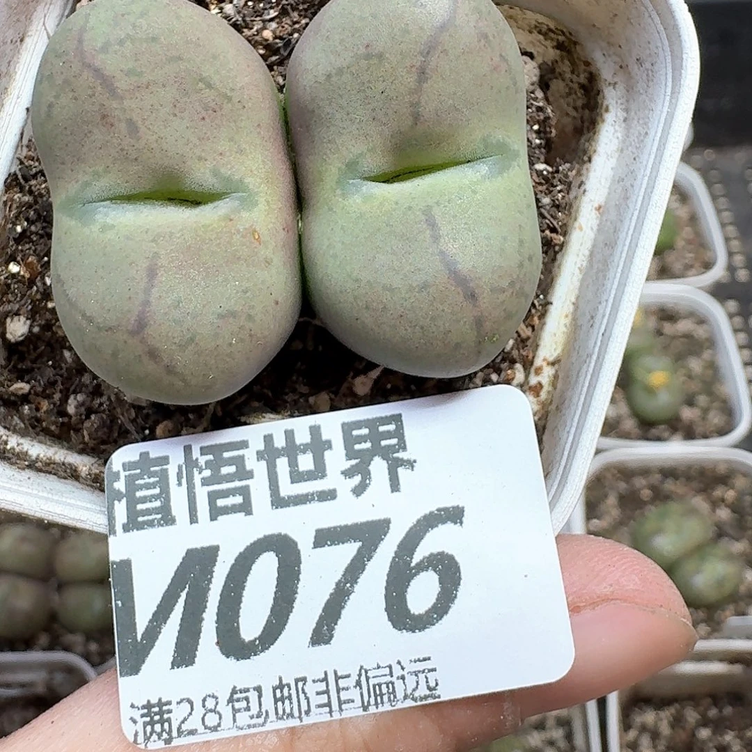多肉植物的润泽地b