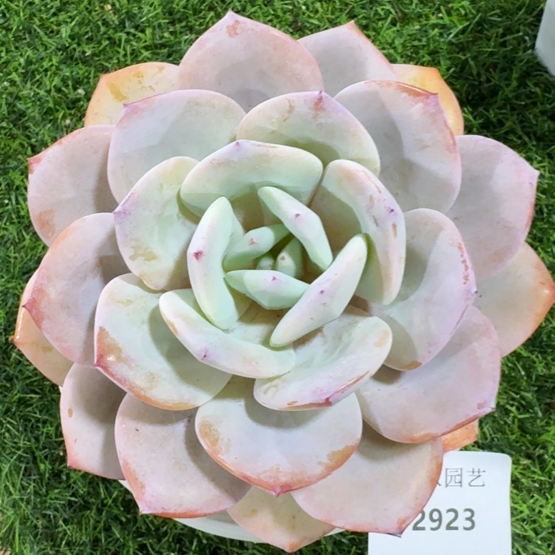 2923奶茶多肉植物的时候