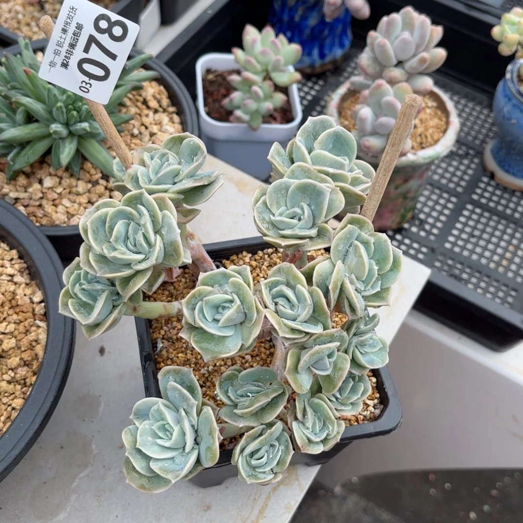 可爱玫瑰缀化多肉多肉