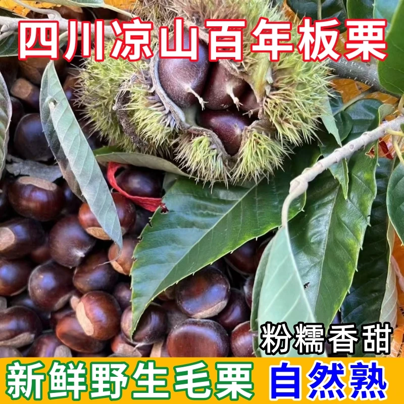 大凉山百年老树新鲜毛栗子板栗老品种不打药粉糯香甜高山野生板栗