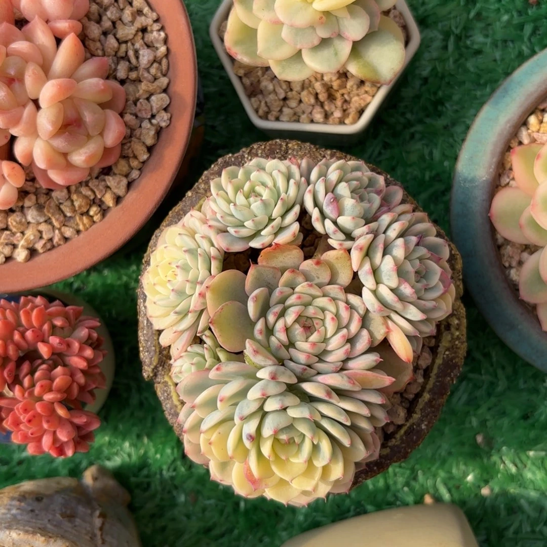 白姬莲锦群一物一拍