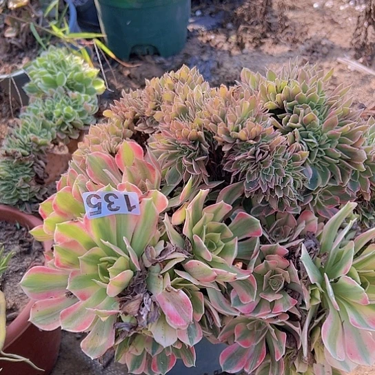 头****多肉植物一个女神追