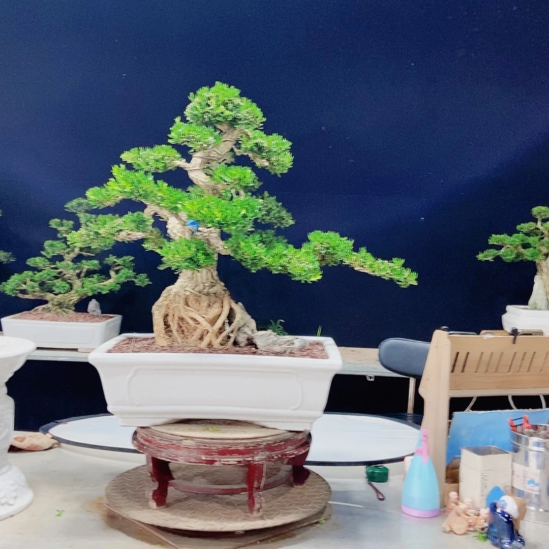 当前无花朵，栽培后可花朵