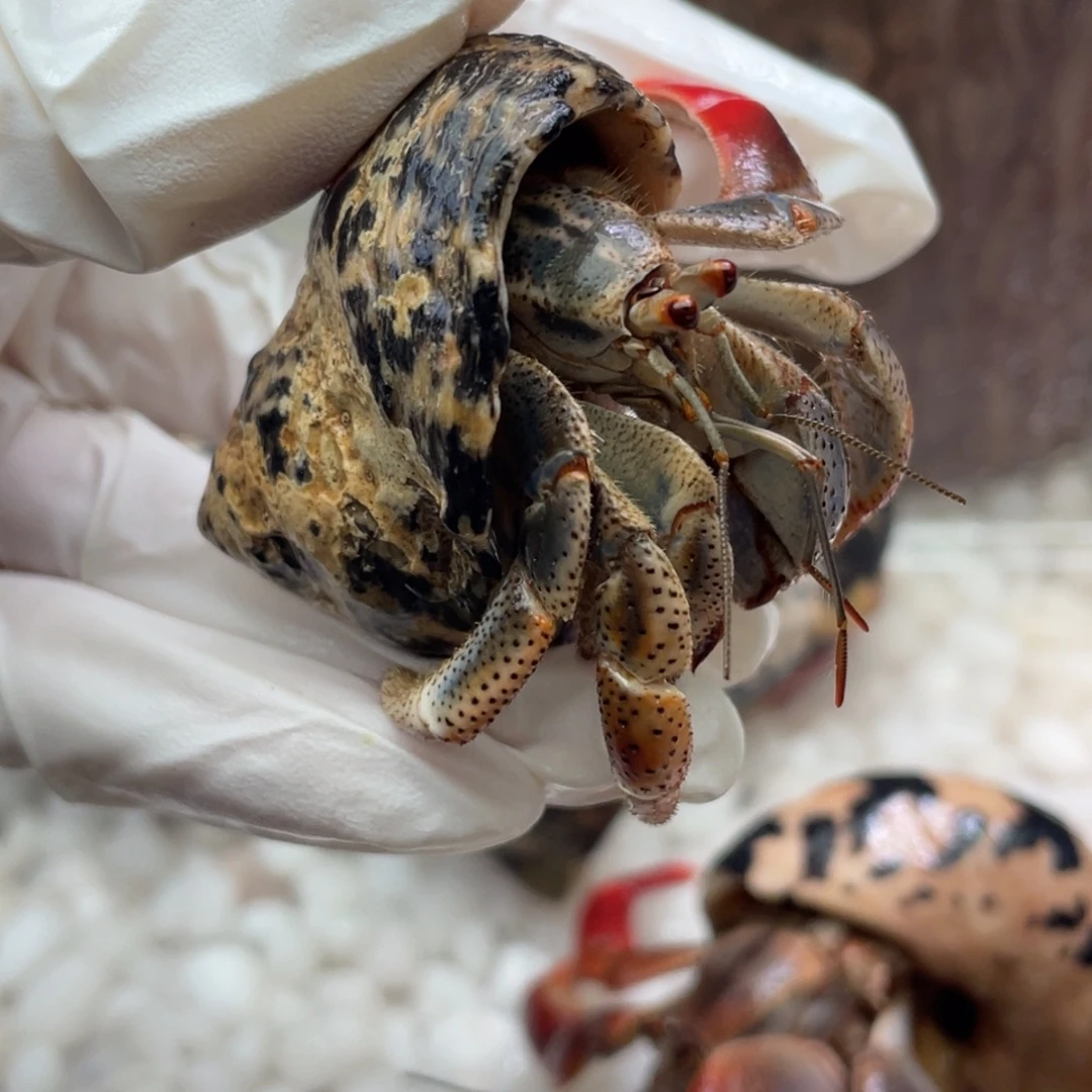 1.9大理石瓷砖脑壳5