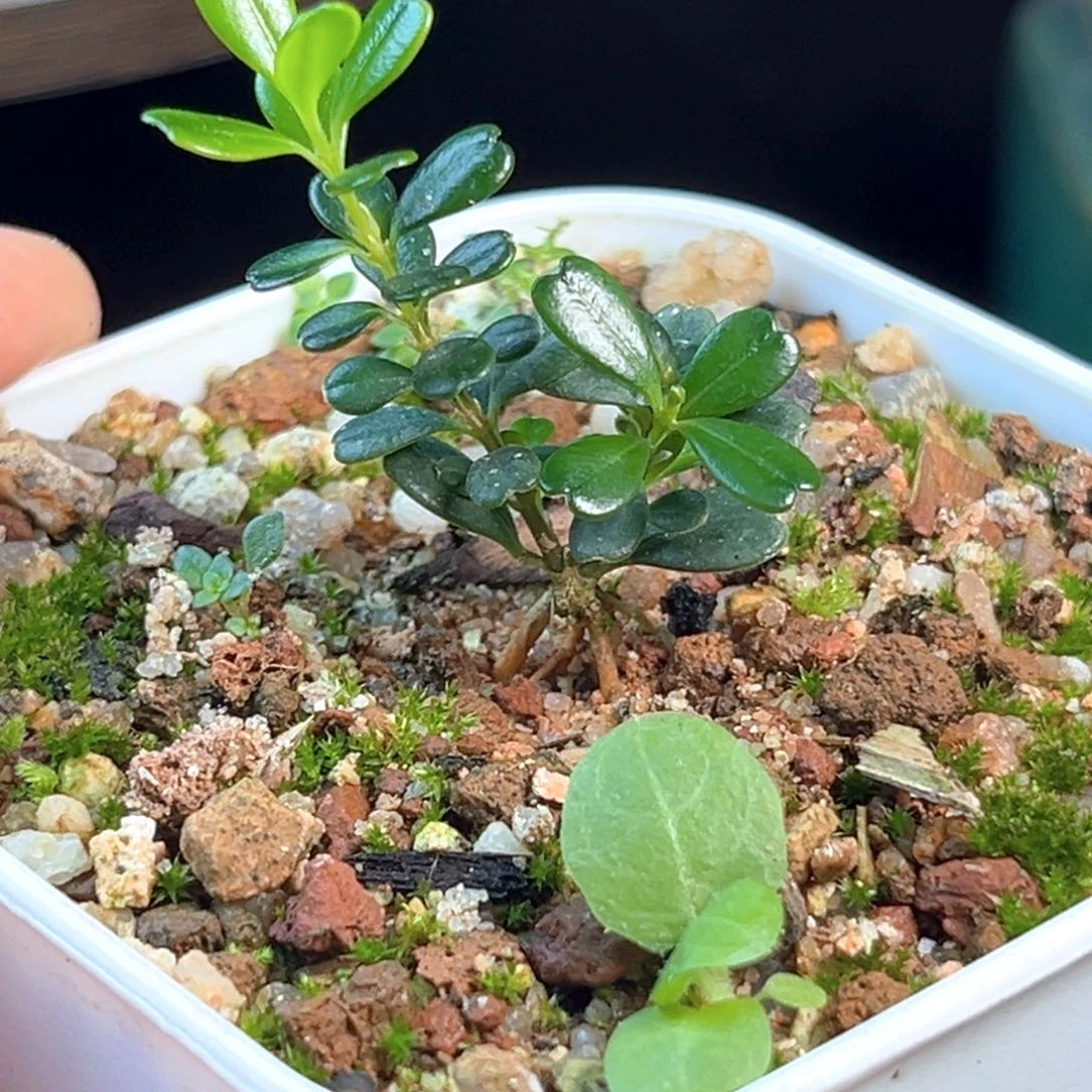 无花朵凤米黄杨赛珍珠苗