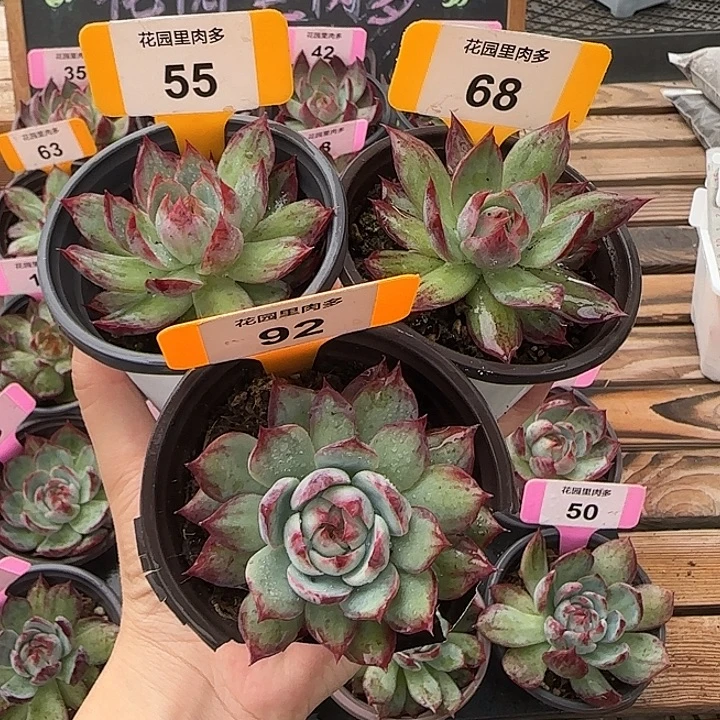 好***运55、68、92 惊鸿仙子多肉植物
