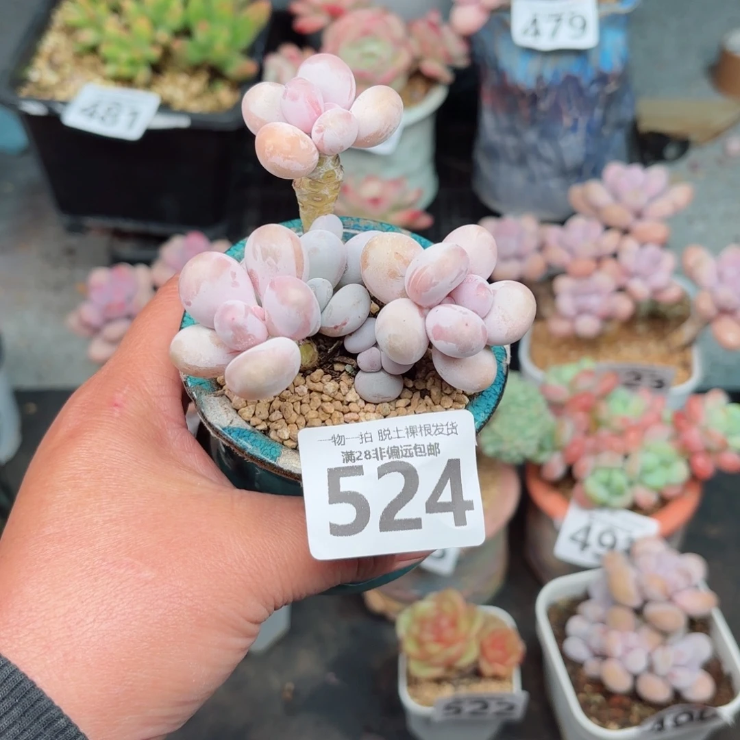 奶酪多肉无盆土发货