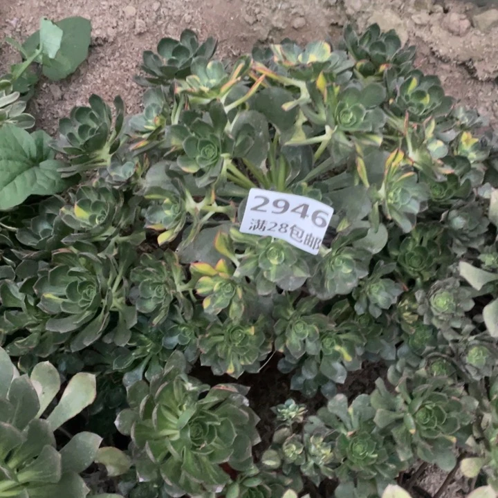 2946二号棚彩蝶多肉B