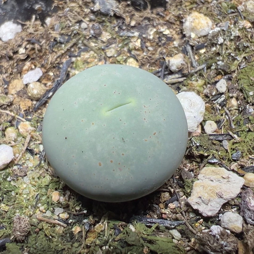 【闪购商品】 518.