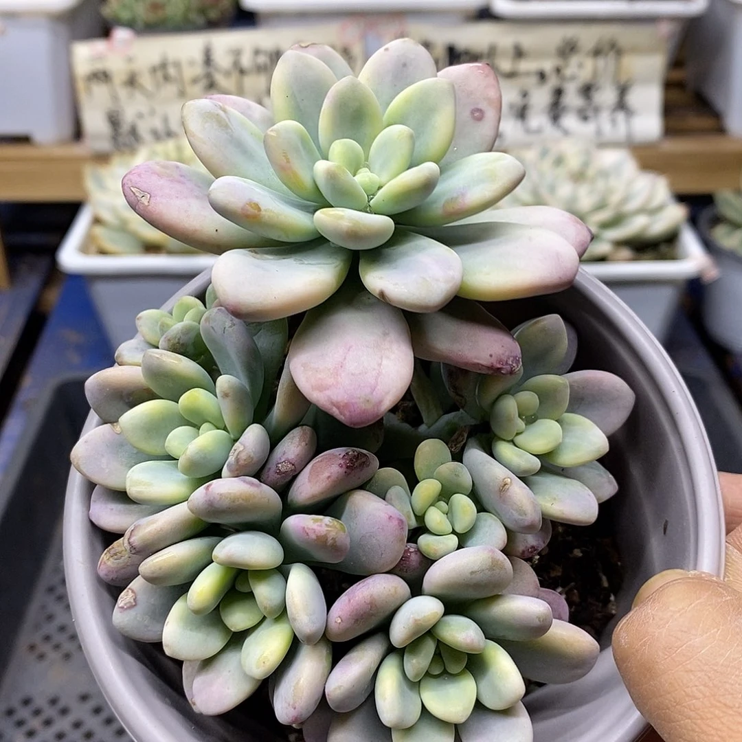 1632 洛神锦自然群 有瑕疵 不售后