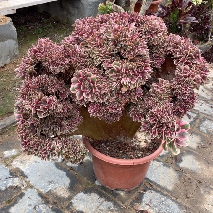 女郎有被虫啃缀化