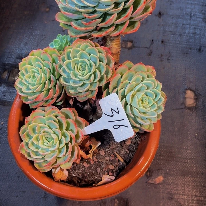 三***王丽娟花卉哈米瓜多头老桩