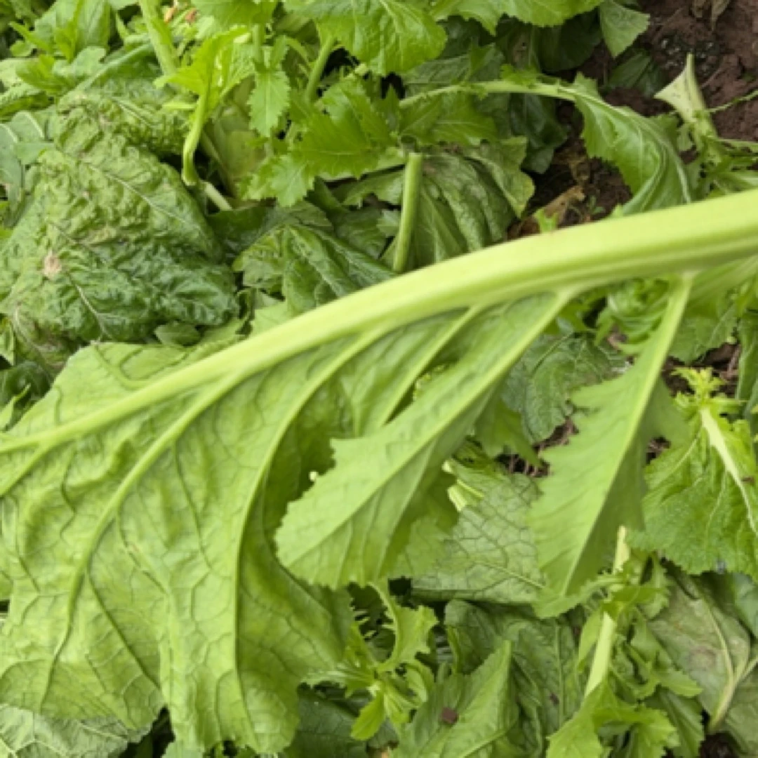 青菜头叶子新鲜农家蔬菜农家菜重庆涪陵丰都青菜头叶子