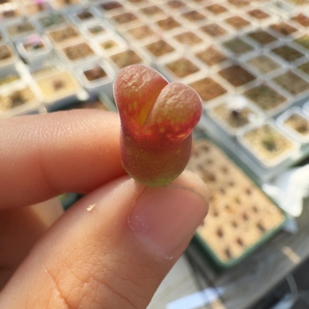 多肉植物福利风铃331