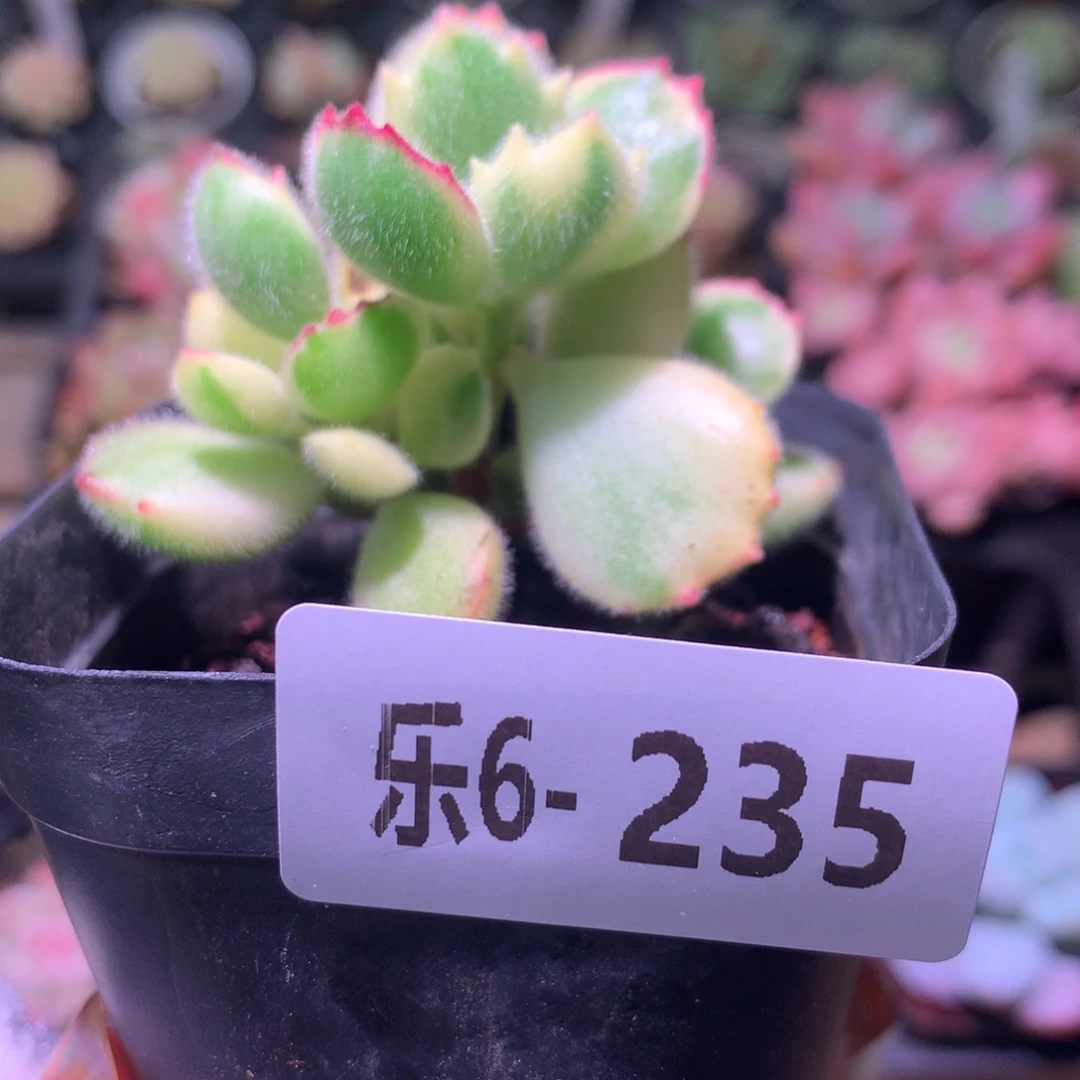 乐然 6-235 彩熊 不售后介意慎拍