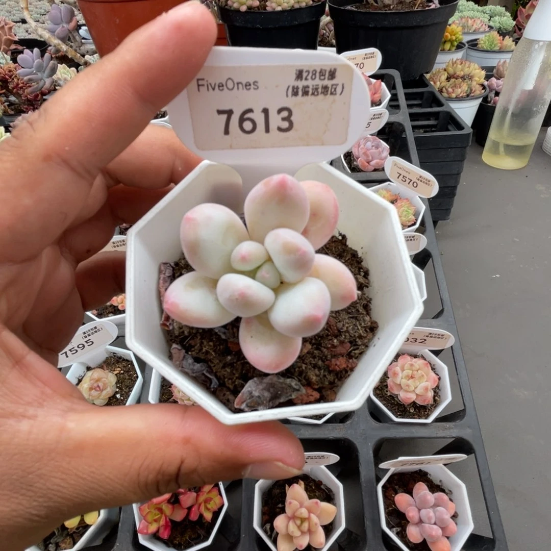 7613香水4.5厘米