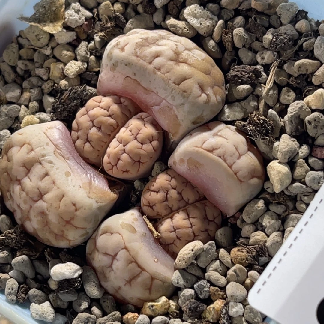 7895双头球体凹凸189