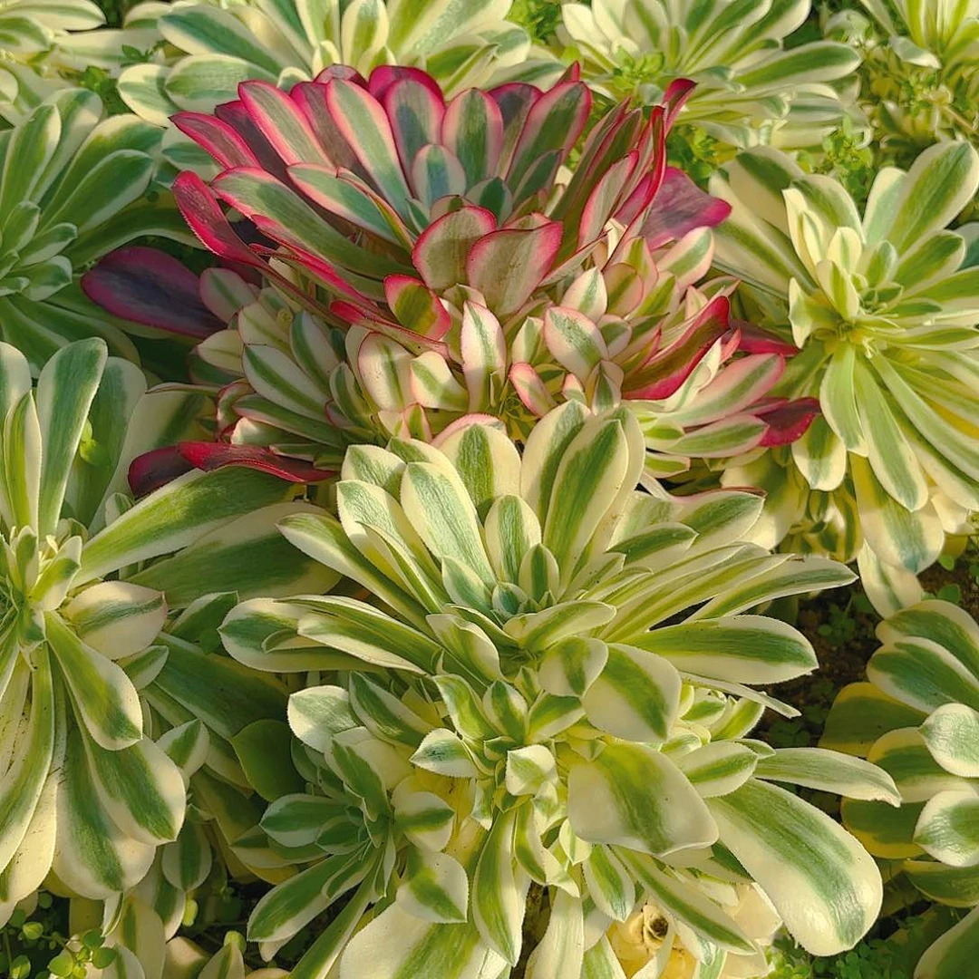 美杜莎迈巴赫手捧多肉植物