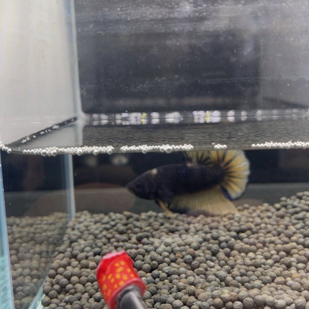 蒙****海水鱼福利巨斗66666666