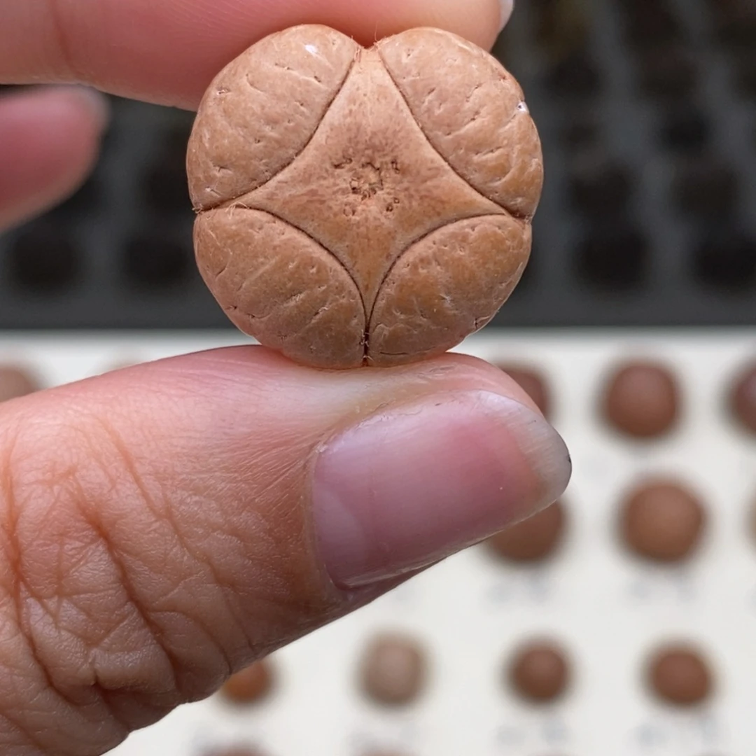 十***梦凤眼菩提吊坠麒麟