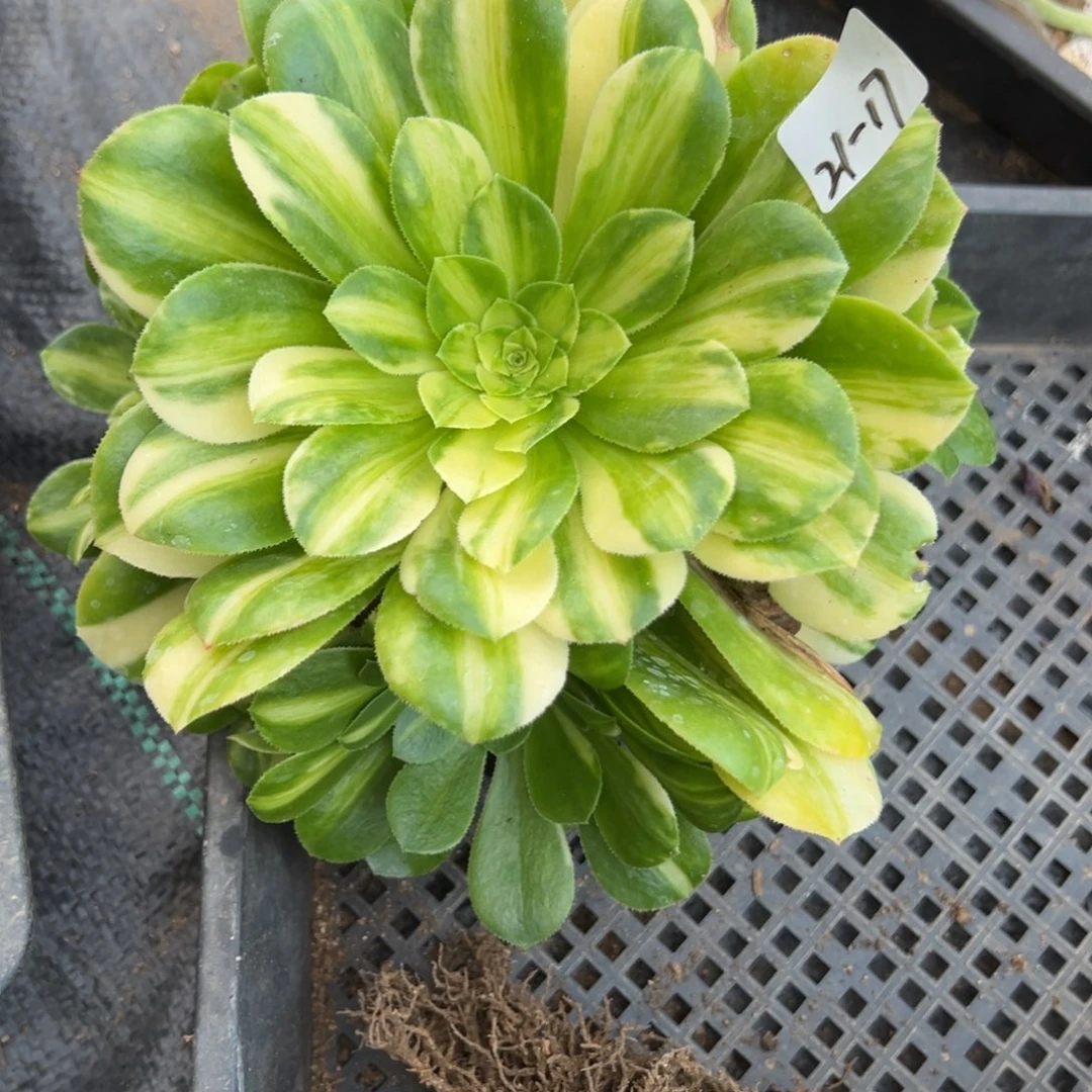 17五彩琉璃多肉多肉植物