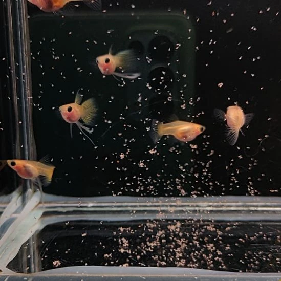 孔雀鱼金蕾丝玻璃猫缎带公普通母3对