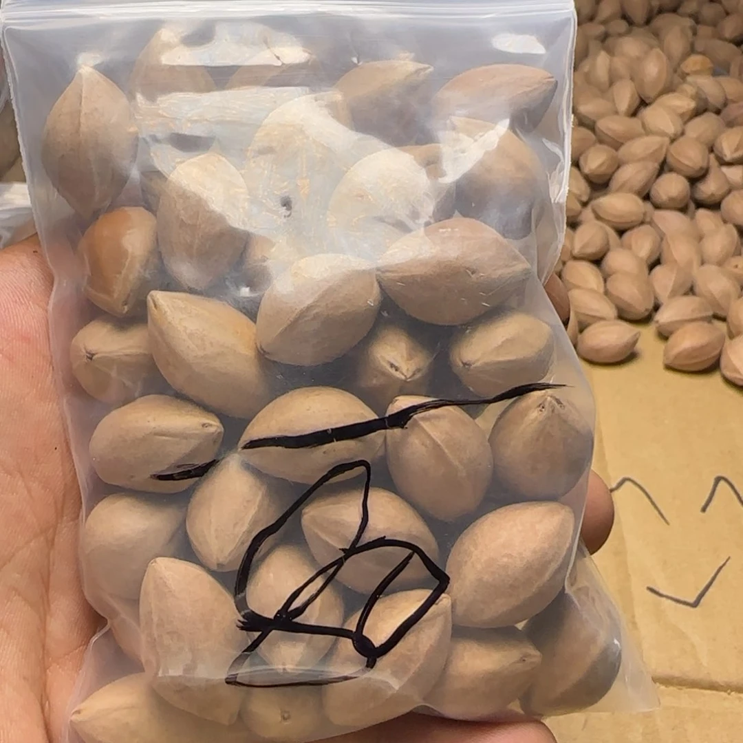 【闪购商品】橄榄核手串/手链时**平111111111