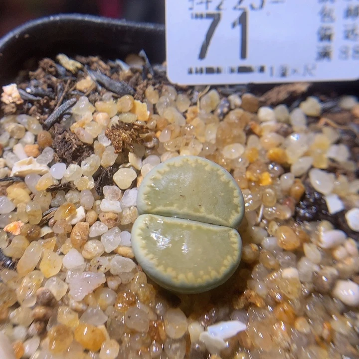 新年快乐呀225.71