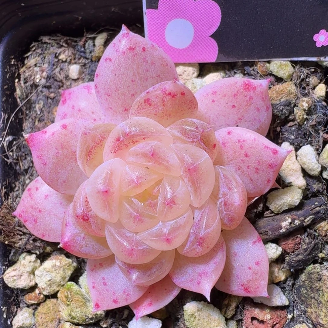 白冰单头一物一拍