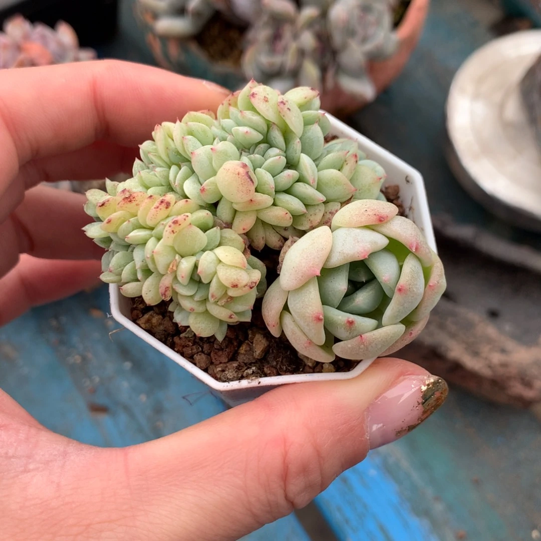 秃子甜心缀化一体无砍