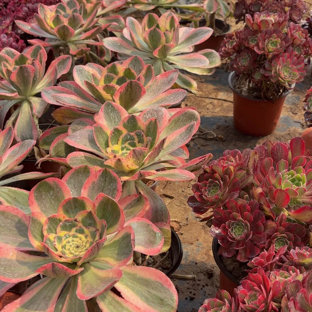 燕姿锦9.9法师多肉嫩