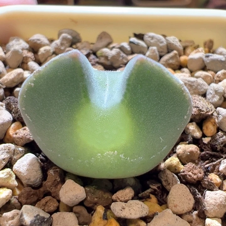 459。青蛙3年大眼睛。 好玩体型