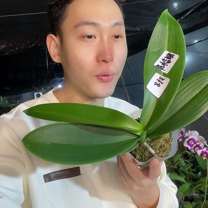 无花朵联合水母苗子