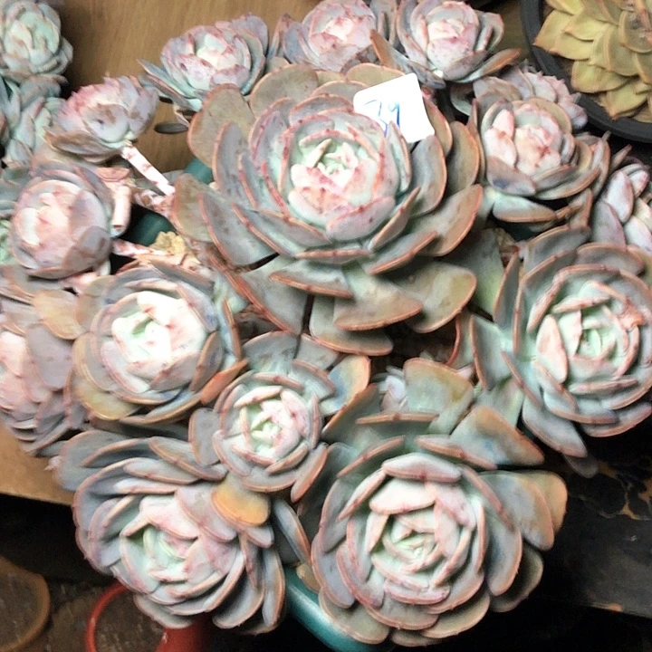 阳**丽39////////////////////