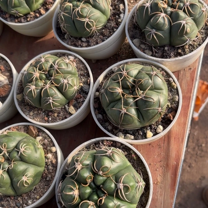 实生高木海王保8公分带盆土