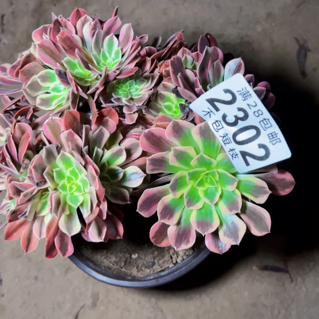 2302美杜莎缀多肉植物