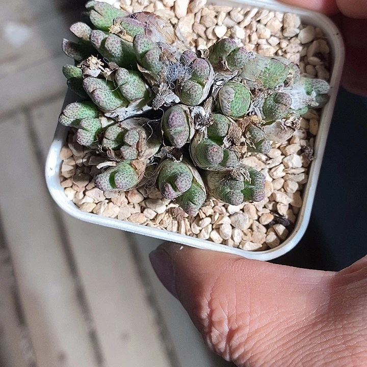 9361。 斑马955。 一群。