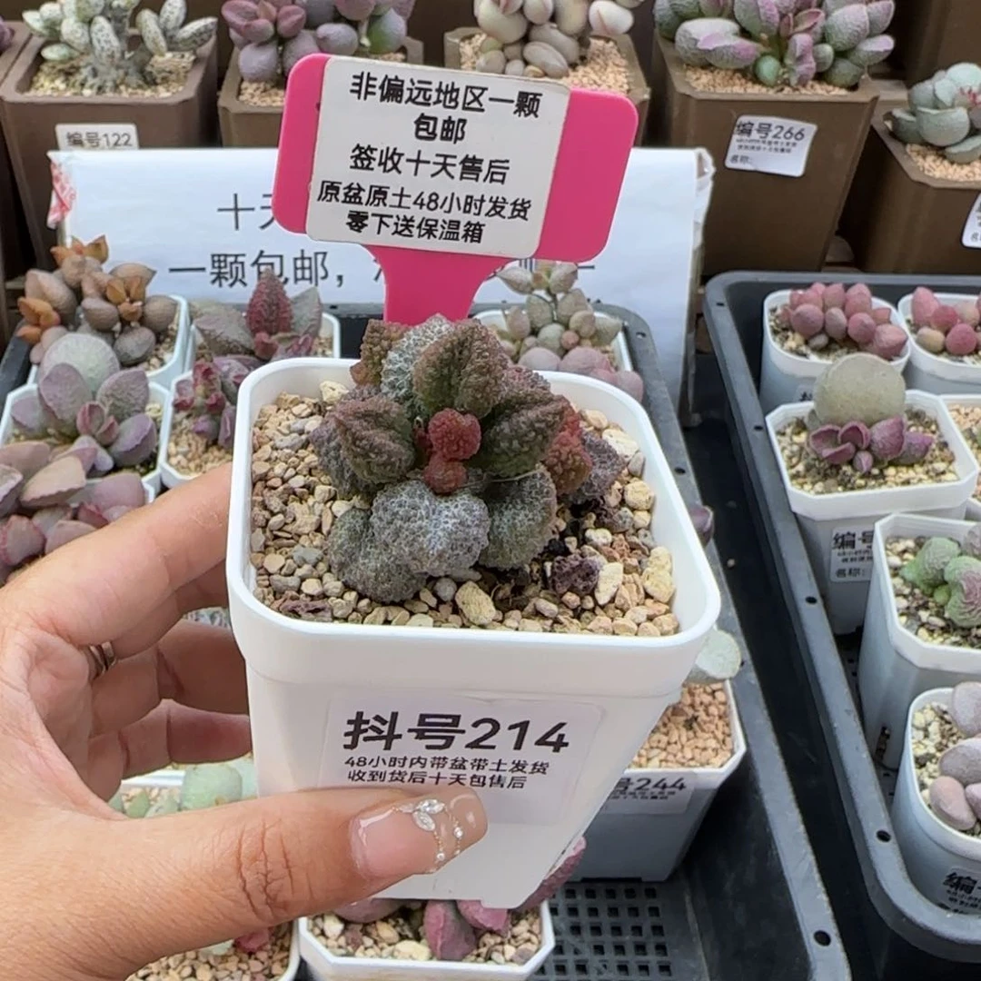 吃***?214奶油果多肉植物