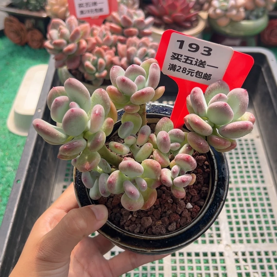 表妹精品多肉植物193.