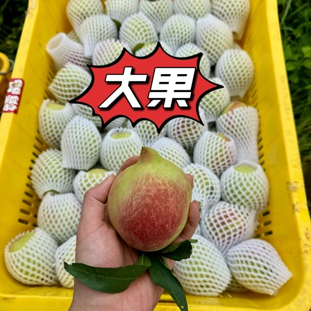 正宗江西赣南鹰嘴桃应季新鲜水果脆桃5斤/10斤包邮