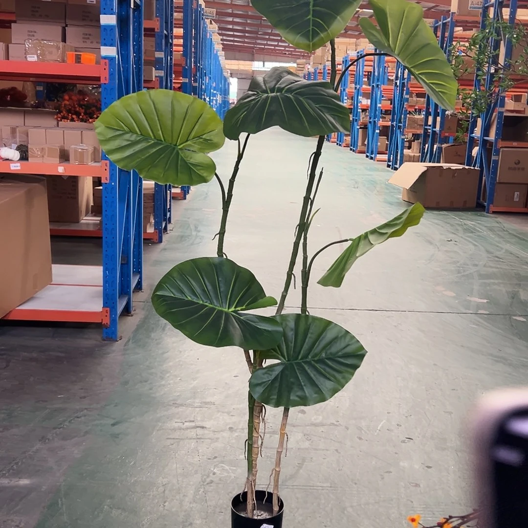 抖音直播瑕疵一个1.8