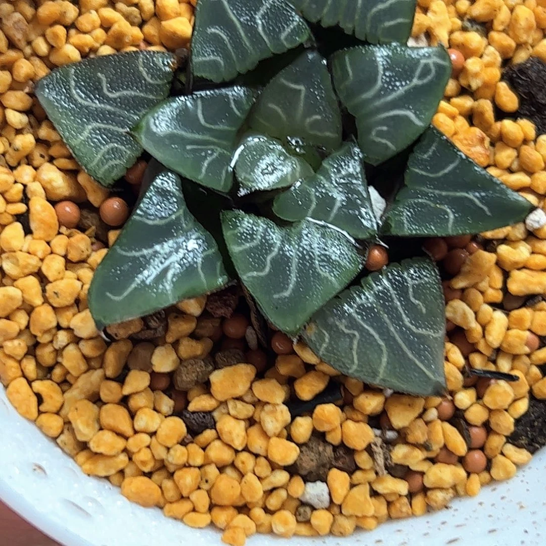 超级克十二卷多肉植物