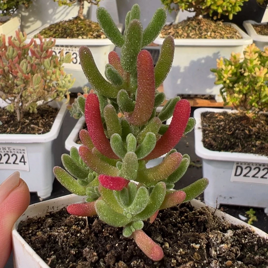 D2235红叶枝干一物一拍