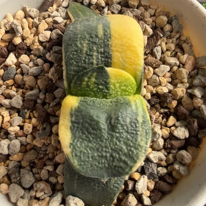 131脱土发货111111111