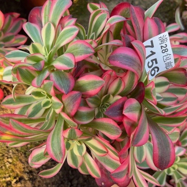 7156南美杜莎多肉植物