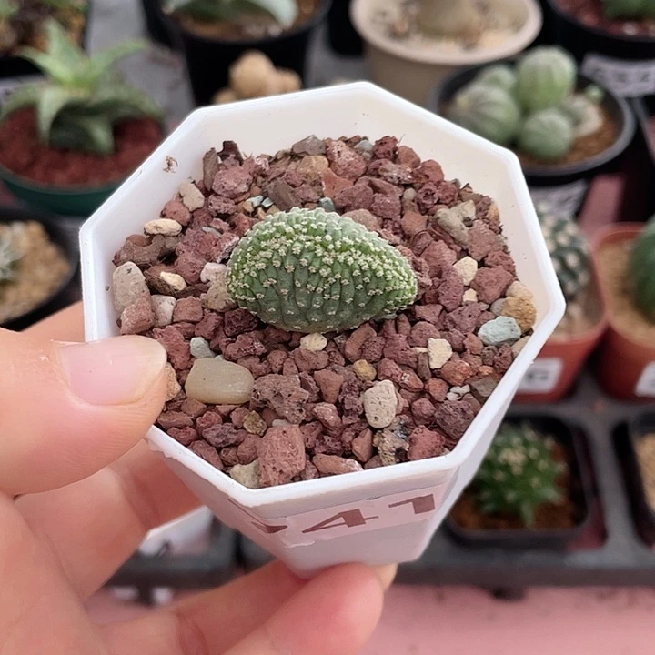 741实生菊水缀化仙人球