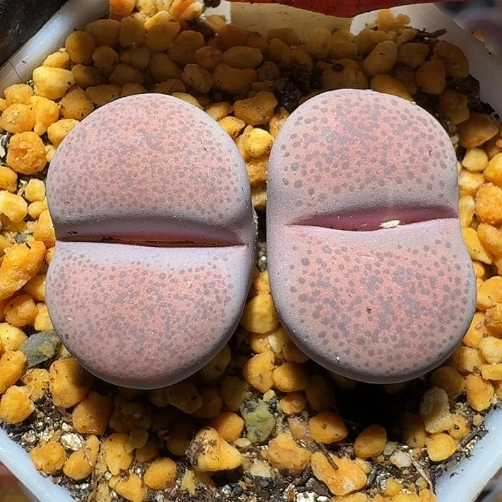 生石花1111222。   285